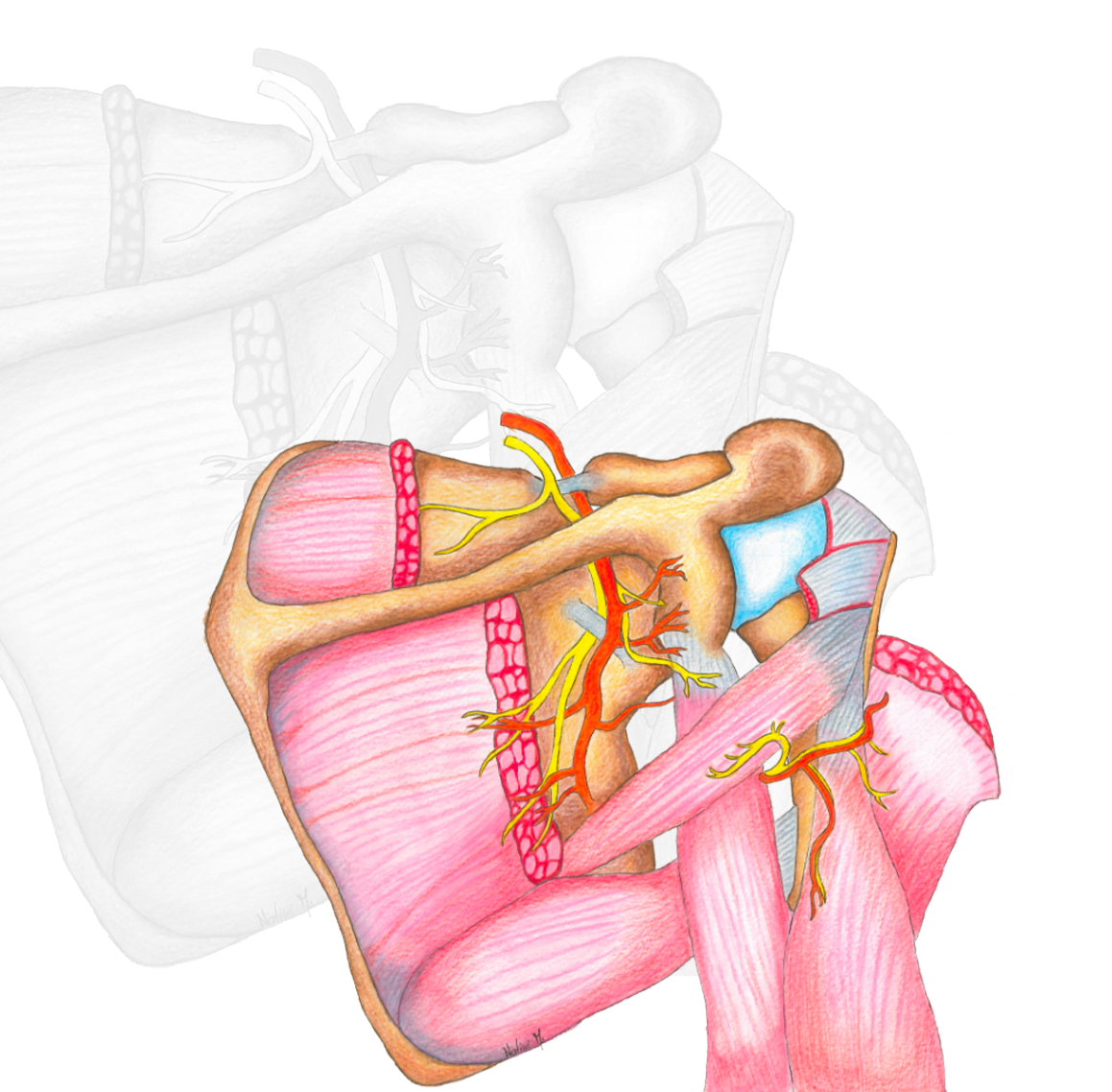 Ambiti di intervento - Spalla e Gomito