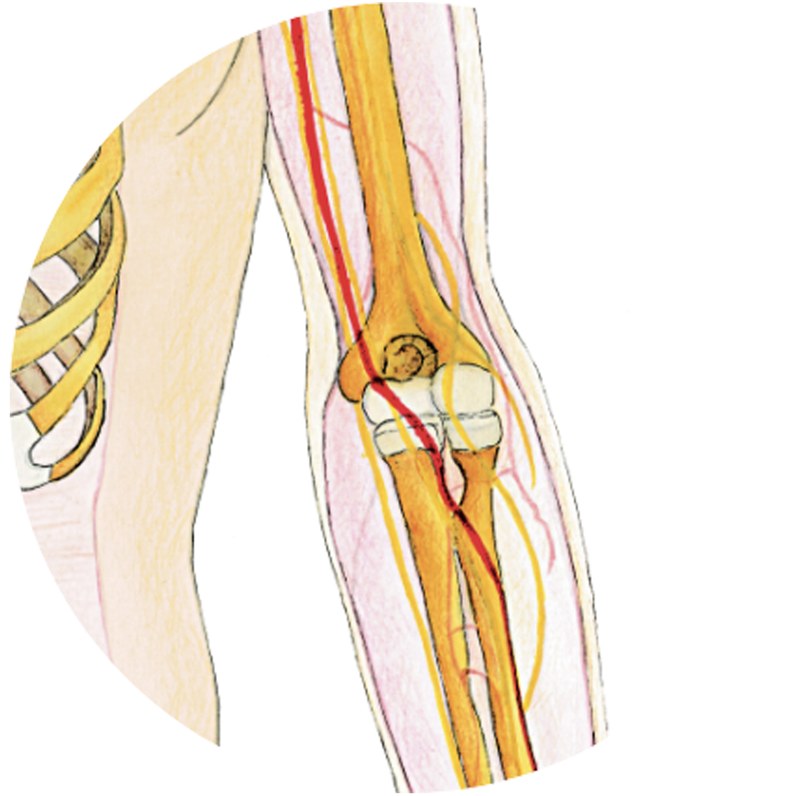 Patologia del gomito