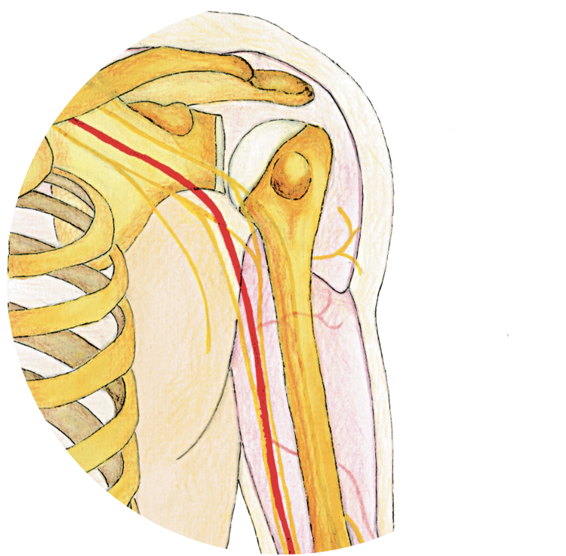 Patologia della spalla